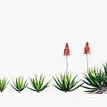 Aloe Vera Succulent Plants in Various Sizes with Blooming Red Flowers on Tall Stems