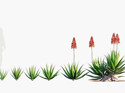 Aloe Vera Succulent Plants in Various Sizes with Blooming Red Flowers on Tall Stems 3d model