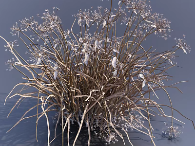 Dried Grass with Delicate White Blooms and Slender Wilted Stems in Outdoor Setting 3d model