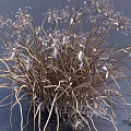 Dried Grass with Delicate White Blooms and Slender Wilted Stems in Outdoor Setting