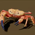 Realistic Orange Crab Aquatic Animal With Blue Claws And Detailed Features