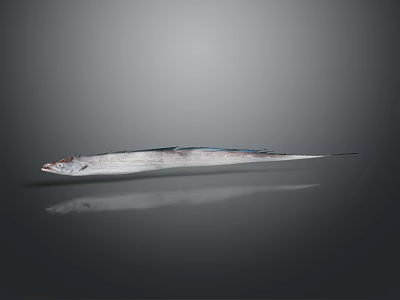 Silver Long Fish With Pointed Head On Dark Reflective Surface 3d model