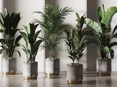 Modern Potted Green Plants in Concrete Planters with Gold Base for Interior Decor 3d model