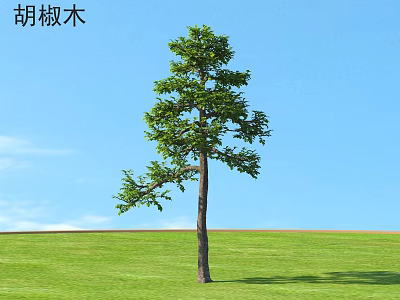 Tall Pepper Tree With Green Leaves Growing On Green Grass Under Blue Sky 3d model