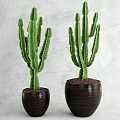 Green Cactus Potted Plants in Brown Ceramic Pots for Indoor Decoration