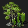 Diverse Green Plants Including Leafy Tree Tall Cacti Round Cactus And Succulents