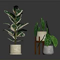 Indoor Green Plants With Variegated Leaves In Beige Ceramic Pot And Small Potted Decorations