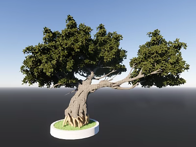 Lush Evergreen Arbor With Thick Trunk White Circular Base Green Grass And Blue Sky 3d model