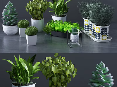 Bonsai and Potted Plants with Various Green Foliage in Stylish Planters 3d model