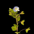 Vibrant Plant With Blue Flower And Green Leaves Against Black Background