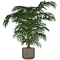 Lush Green Potted Plant With Abundant Leaves In Gray Modern Pot For Indoor Decoration