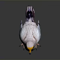 White Bird With Yellow Head And Black Wings Standing On Gray Background