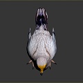 bird bird bird bird game animal cartoon animal animal realistic animal 3d model