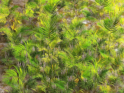 Lush Green And Yellow Fern Fronds In Natural Garden Environment 3d model