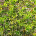 Lush Green And Yellow Fern Fronds In Natural Garden Environment