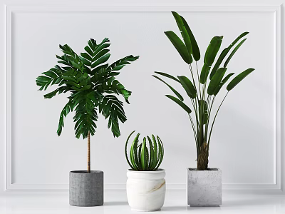 Three Bonsai Potted Plants With Green Leaves In White And Gray Pots For Home Decor 3d model