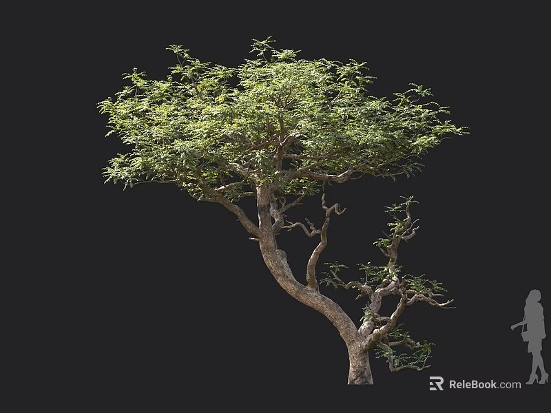 Arbor With Curved Trunk Lush Green Foliage And Human Figure For Scale 3d model 