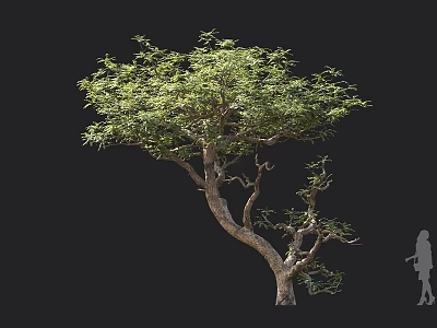 Arbor With Curved Trunk Lush Green Foliage And Human Figure For Scale 3d model