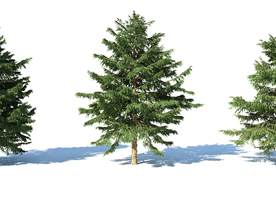 Three Evergreen Arbor Trees With Green Foliage Brown Trunks And Shadows 3d model