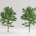 Modern Tree Landscape Tree 3d model