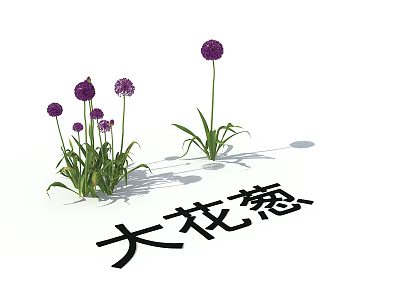 Vibrant Giant Allium Plants With Purple Globe Flowers And Green Stems 3d model