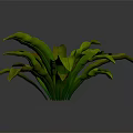 Vibrant Tropical Foliage Plant with Green and Brown Broad Shiny Leaves and Lush Growth
