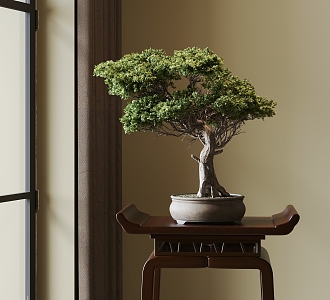 New Chinese potted plant welcome pine 3d model