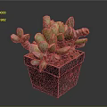 Vibrant Succulent Plant With Fleshy Green Red Edged Leaves In Black Square Pot