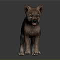 Wolf Cub With Blue Eyes And Grayish Brown Fur Standing On Gray Background 3d model
