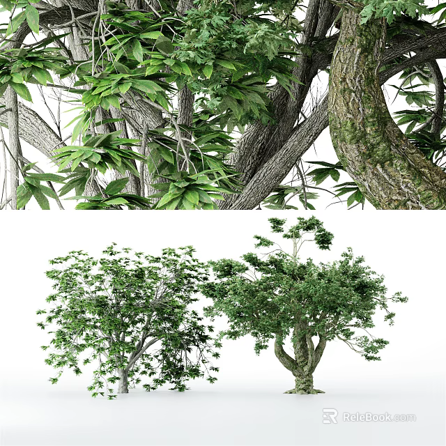 Arbor Trees Featuring Thick Trunks Lush Green Leaves And Dense Canopy 3d model 