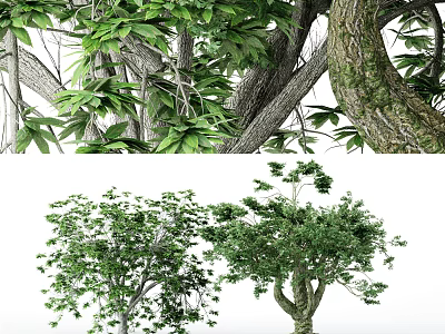 Arbor Trees Featuring Thick Trunks Lush Green Leaves And Dense Canopy 3d model
