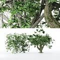 Arbor Trees Featuring Thick Trunks Lush Green Leaves And Dense Canopy 3d model