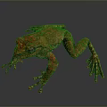 Reptile With Orange And Brown Textured Skin Crawling On Dark Background