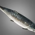 Whole Fresh Fish With Silver Gray Scales And Glossy Surface