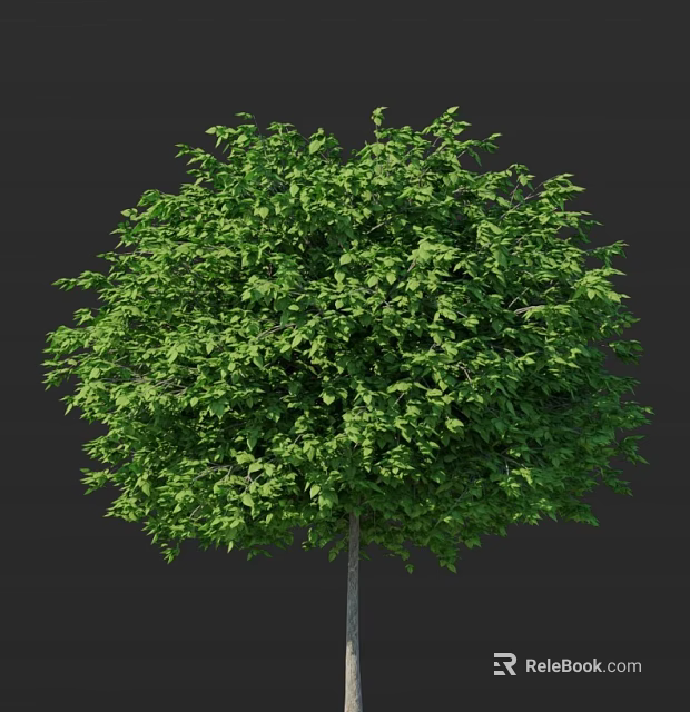 Healthy Lush Green Arbor With Dense Foliage And Vibrant Canopy Appearance 3d model 