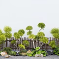 Lollipop Ligustrum combined modeling Ligustrum landscape modeling tree courtyard sketch fence 3d model