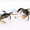 Two Aquatic Crabs With Dark Bodies And Orange Claws On White Background
