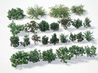 Various Types of Garden Shrubs with Diverse Foliage and Growth Habits 3d model