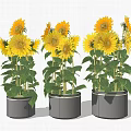 Beautiful Sunflowers in Gray Pots with Green Leaves and Fresh Bloom Arrangement