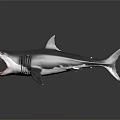 Great White Shark Aquatic Animal With Open Mouth Sharp Teeth Dark Background And Reflective Surface