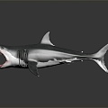 Modern Shark Great White Shark 3d model