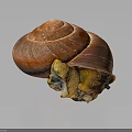Shiny Reddish Brown Shell Snail With Yellow Body On Dark Background