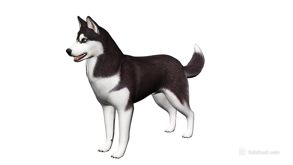 Siberian Husky Dog With Black And White Fur Standing Alertly In White Background 3d model 