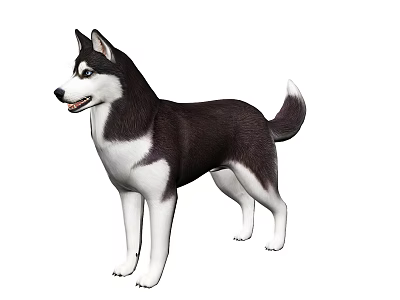 Siberian Husky Dog With Black And White Fur Standing Alertly In White Background 3d model