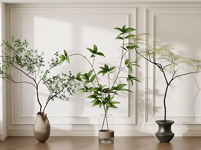 Modern Indoor Display Of Potted Bonsai Plants With Three Different Vases White Walls Wooden Floor 3d model