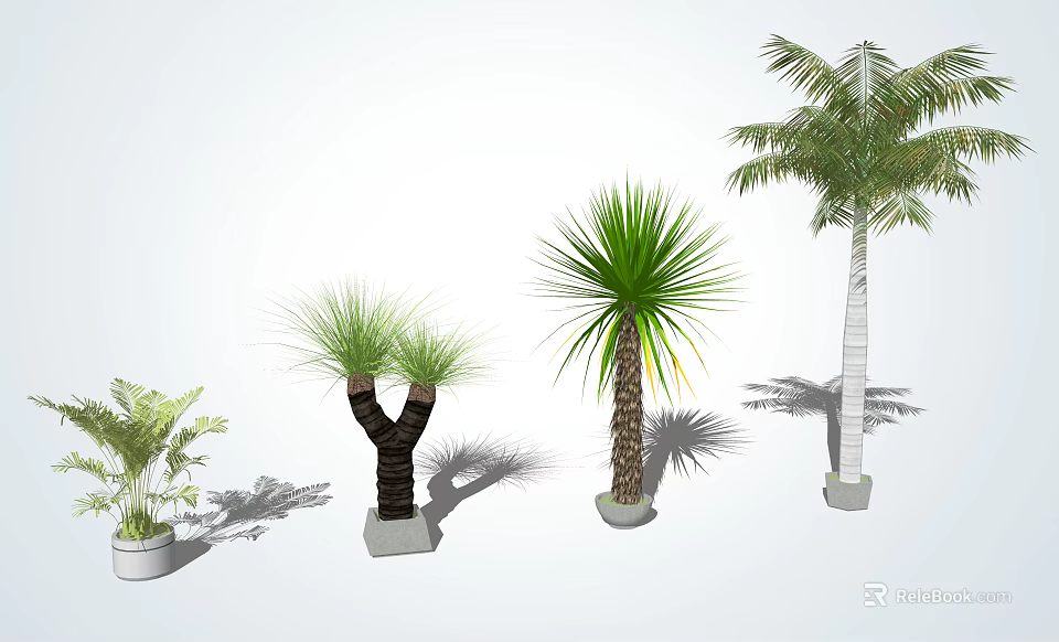 Various Types of Arbor Trees With Lush Green Foliage in White Pots 3d model 