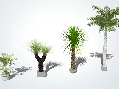 Various Types of Arbor Trees With Lush Green Foliage in White Pots 3d model