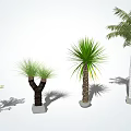 Various Types of Arbor Trees With Lush Green Foliage in White Pots