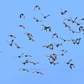 Flock of Birds Soaring Through Clear Blue Sky in Flight Formation