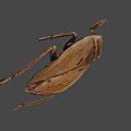 Brown Insect With Long Legs And Flat Body On Gray Background 3d model